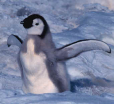 penguin